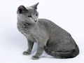 Русская голубая кошка Русская голубая кошка