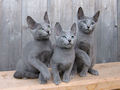 Русская голубая кошка Русская голубая кошка