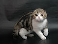 Шотландская вислоухая кошка Шотландская вислоухая кошка