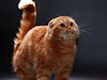 Шотландская вислоухая кошка Шотландская вислоухая кошка