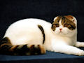 Шотландская вислоухая кошка Шотландская вислоухая кошка
