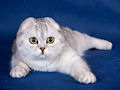 Шотландская вислоухая кошка Шотландская вислоухая кошка