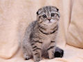 Шотландская вислоухая кошка Шотландская вислоухая кошка
