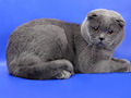Шотландская вислоухая кошка Шотландская вислоухая кошка