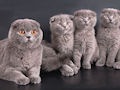 Шотландская вислоухая кошка Шотландская вислоухая кошка