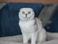 Шотландская вислоухая кошка Шотландская вислоухая кошка