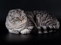 Шотландская вислоухая кошка Шотландская вислоухая кошка