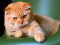 Шотландская вислоухая кошка Шотландская вислоухая кошка
