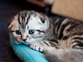 Шотландская вислоухая кошка Шотландская вислоухая кошка