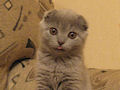 Шотландская вислоухая кошка Шотландская вислоухая кошка