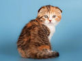 Шотландская вислоухая кошка Шотландская вислоухая кошка