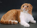 Шотландская вислоухая кошка Шотландская вислоухая кошка