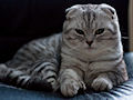 Шотландская вислоухая кошка Шотландская вислоухая кошка