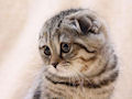 Шотландская вислоухая кошка Шотландская вислоухая кошка