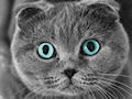 Шотландская вислоухая кошка Шотландская вислоухая кошка