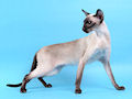 Сиамская кошка Сиамская кошка