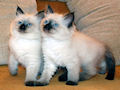 Сиамская кошка Сиамская кошка