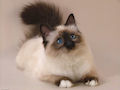 Сиамская кошка Сиамская кошка