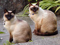 Сиамская кошка Сиамская кошка
