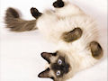 Сиамская кошка Сиамская кошка