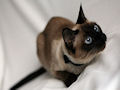 Сиамская кошка Сиамская кошка