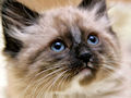 Сиамская кошка Сиамская кошка