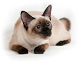 Сиамская кошка Сиамская кошка