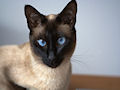 Сиамская кошка Сиамская кошка