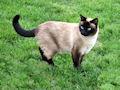 Сиамская кошка Сиамская кошка