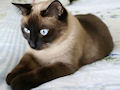 Сиамская кошка Сиамская кошка