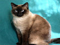 Сиамская кошка Сиамская кошка