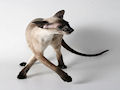 Сиамская кошка Сиамская кошка