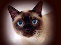 Сиамская кошка Сиамская кошка