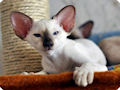 Сиамская кошка Сиамская кошка