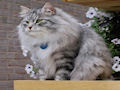 Сибирская кошка Сибирская кошка