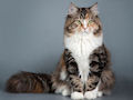 Сибирская кошка Сибирская кошка