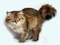 Сибирская кошка Сибирская кошка