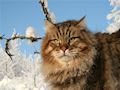 Сибирская кошка Сибирская кошка