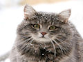 Сибирская кошка Сибирская кошка
