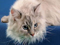 Сибирская кошка Сибирская кошка