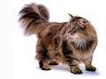 Сибирская кошка Сибирская кошка