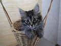 Сибирская кошка Сибирская кошка