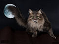 Сибирская кошка Сибирская кошка