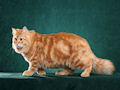 Сибирская кошка Сибирская кошка
