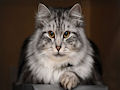 Сибирская кошка Сибирская кошка