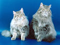 Сибирская кошка Сибирская кошка