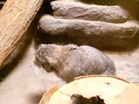 Манул кашляет