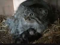 Любящая мама кормит своих котят