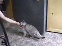 Домашний котенок манул
