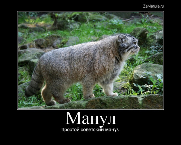 Простой советский манул Простой советский манул